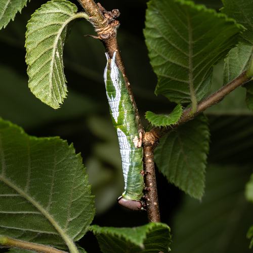 Wavy-lined Heterocampa Moth photo 6