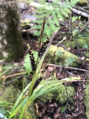 Carex scabrata