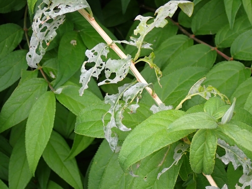 Arthrocladiella mougeotii