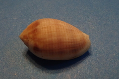 Pterygia dactylus