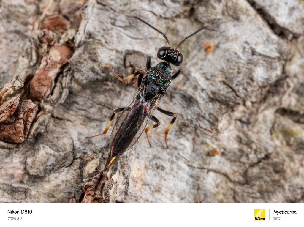 Balcha indica from Nanjing, CN-JS, CN on June 6, 2025 at 02:55 PM by ...