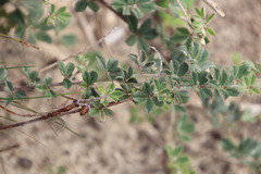 Indigofera mauritanica