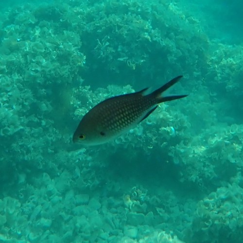 Crnej (Chromis chromis)