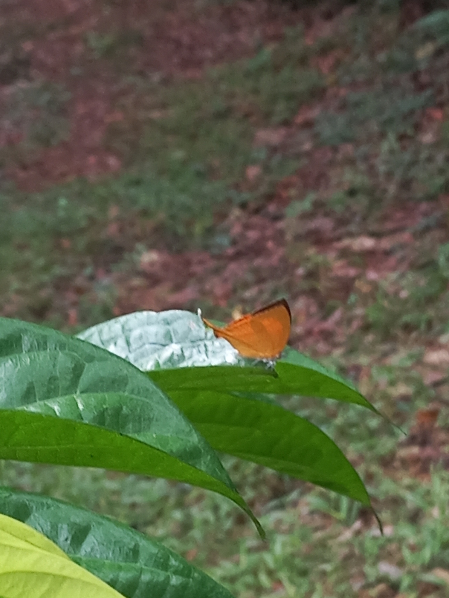Yamfly