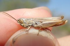 Euchorthippus elegantulus