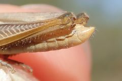 Euchorthippus elegantulus