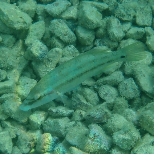Lumbrak (Symphodus tinca)