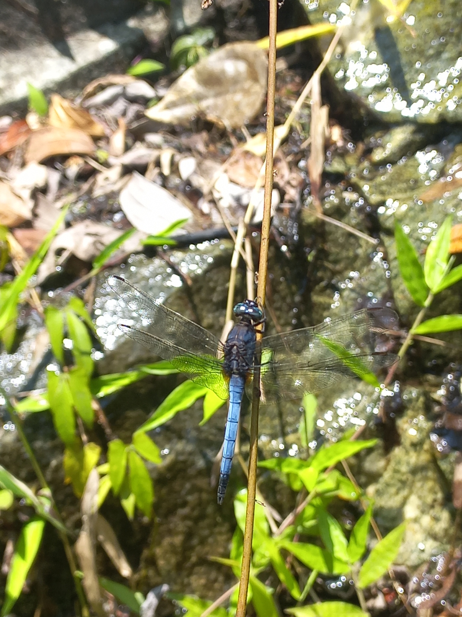 Blue Marsh Hawk