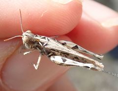 Dociostaurus jagoi occidentalis