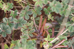 Indigofera mauritanica