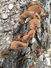 Hapalopilus rutilans