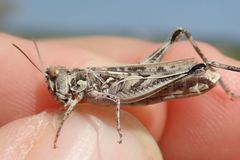 Dociostaurus jagoi occidentalis