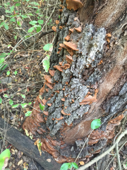 Hapalopilus rutilans