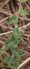 Indigofera mauritanica