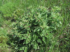 Nonea decurrens