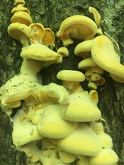Basidiomycota