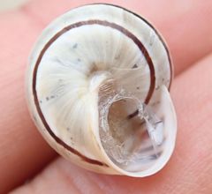 Pseudotachea splendida