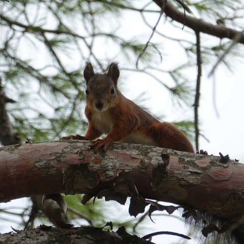 Crvena vjeverica (Sciurus vulgaris)