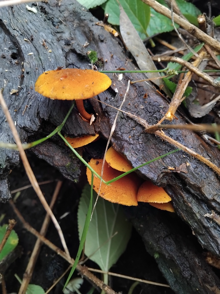Gymnopilus ferruginosus · May 2025 · photo: © sofiazed1 (iNaturalist, cc-by)