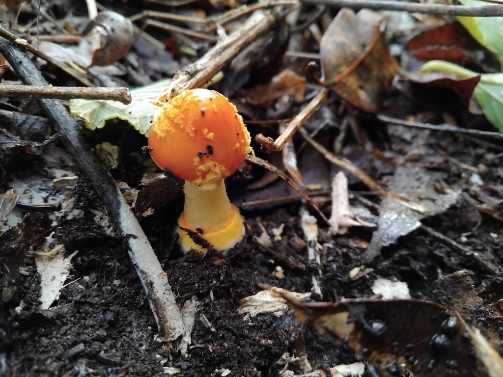 Amanita xanthocephala · May 2025 · photo: © sofiazed1 (iNaturalist, cc-by)