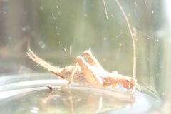 Arachnocephalus vestitus