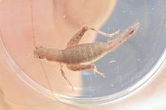 Arachnocephalus vestitus