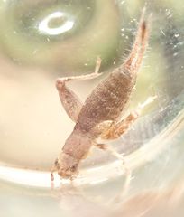 Arachnocephalus vestitus