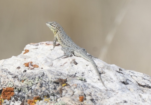 Common Side-blotched Lizard