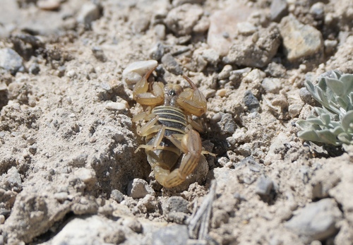 Northern Scorpion
