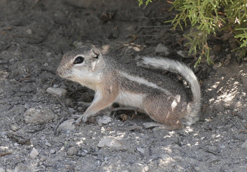 White-tailed Antelope Squirrel
