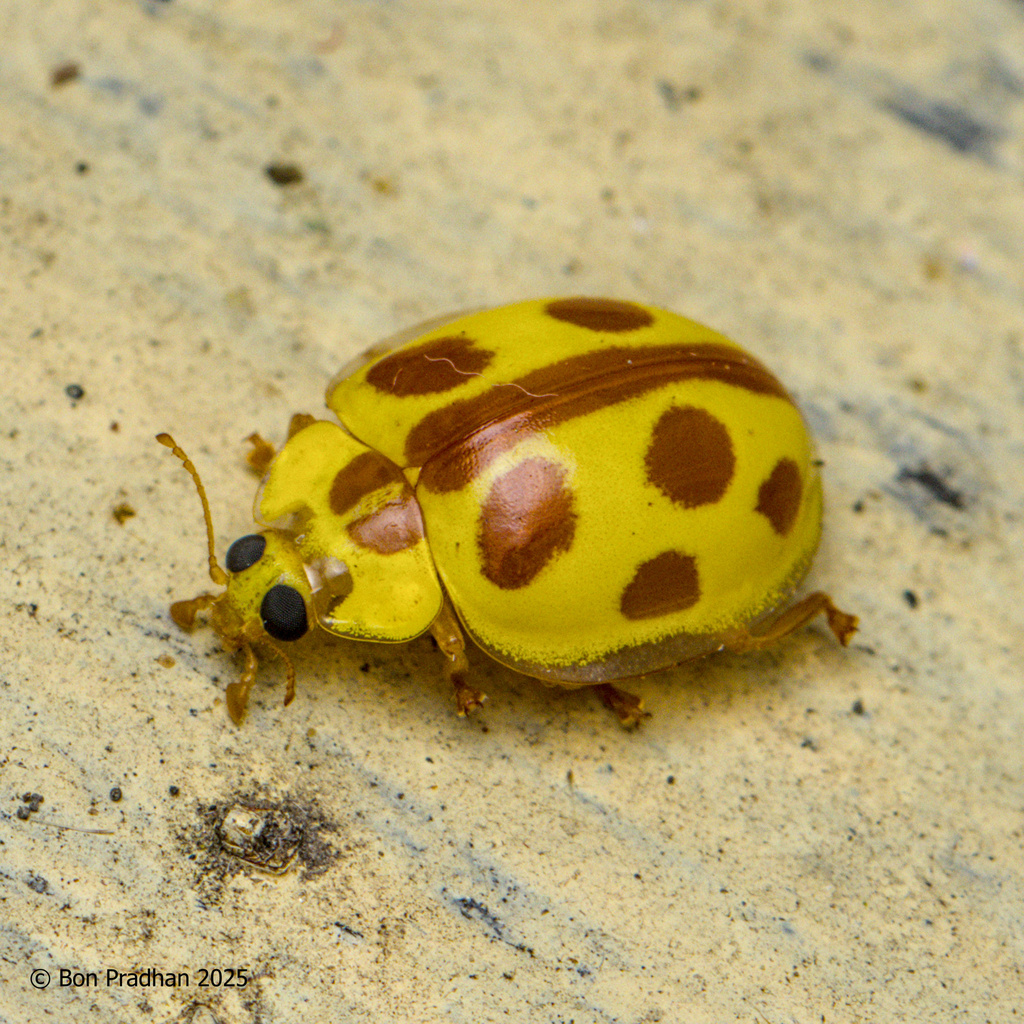 Halyzia straminea