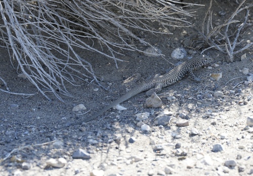 Western Whiptail