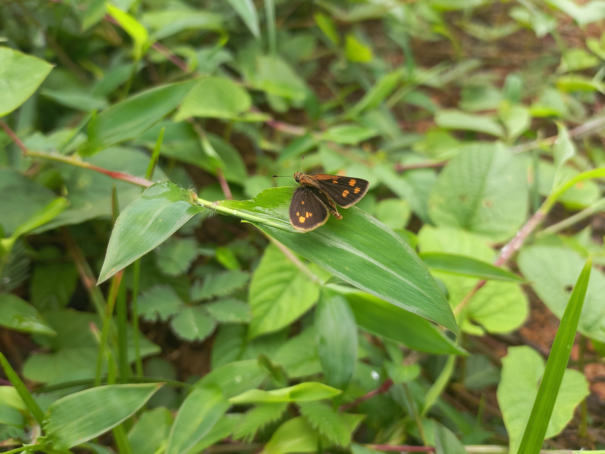 Tawny-Spotted Grass Dart