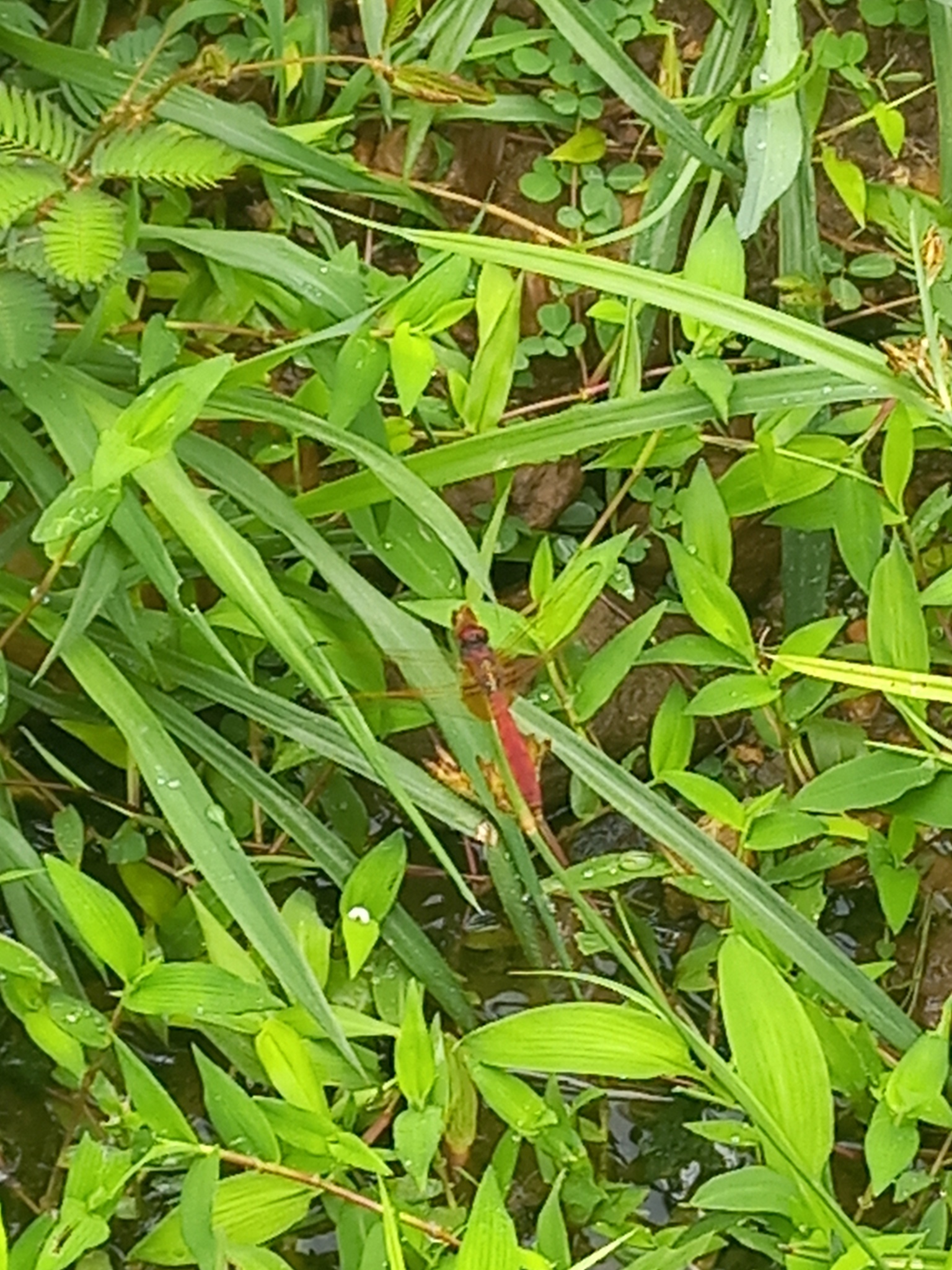 Crimson Marsh Glider