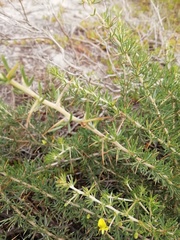 Aspalathus spinosa flavispina