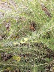 Aspalathus spinosa flavispina