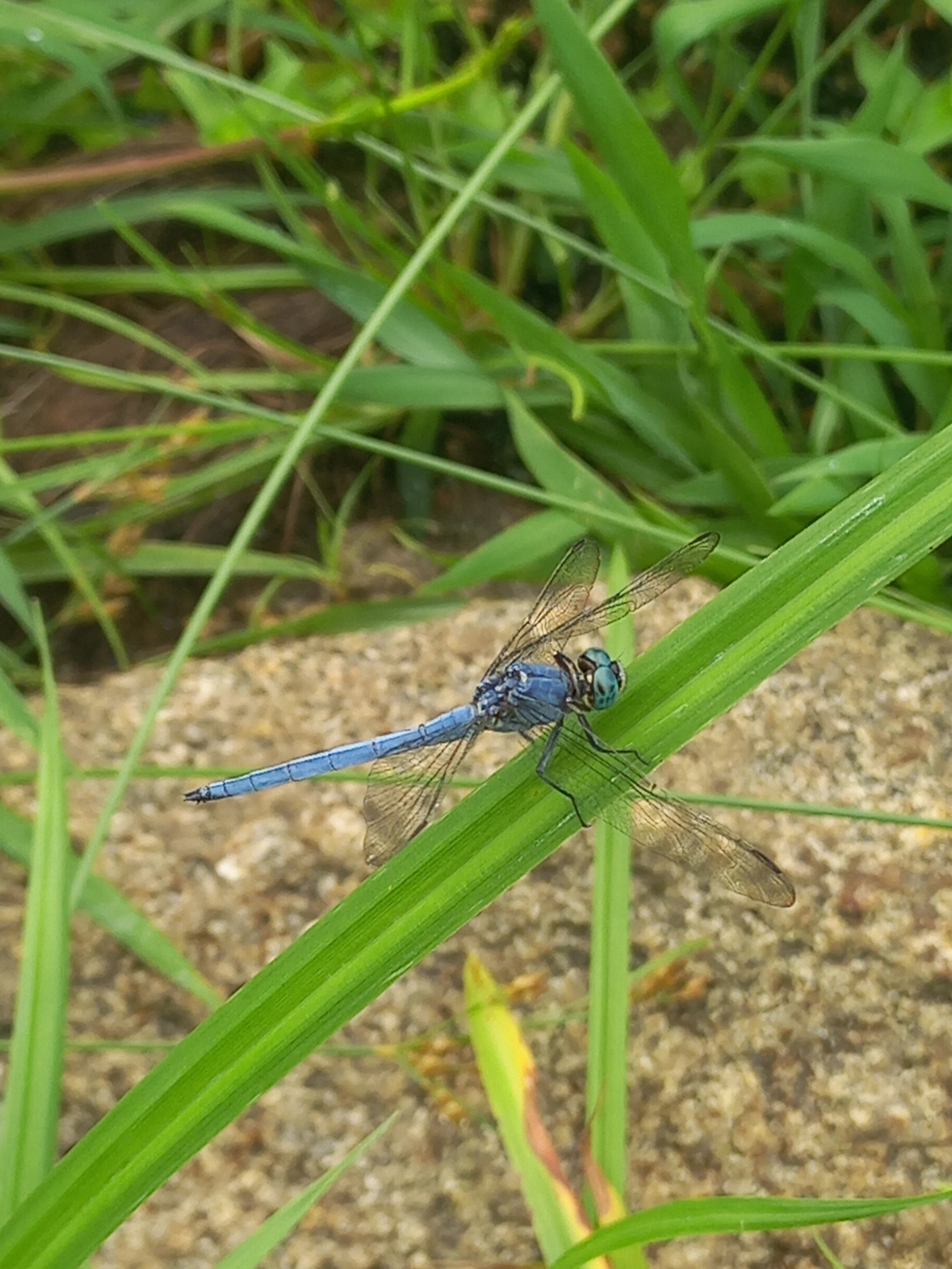 Marsh Skimmer