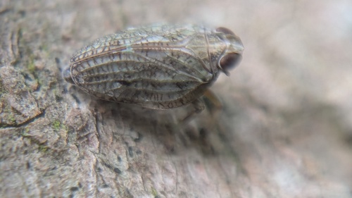 Klimopkevercicade, Noordwijkerhout, Nederland, photo 8 of 10