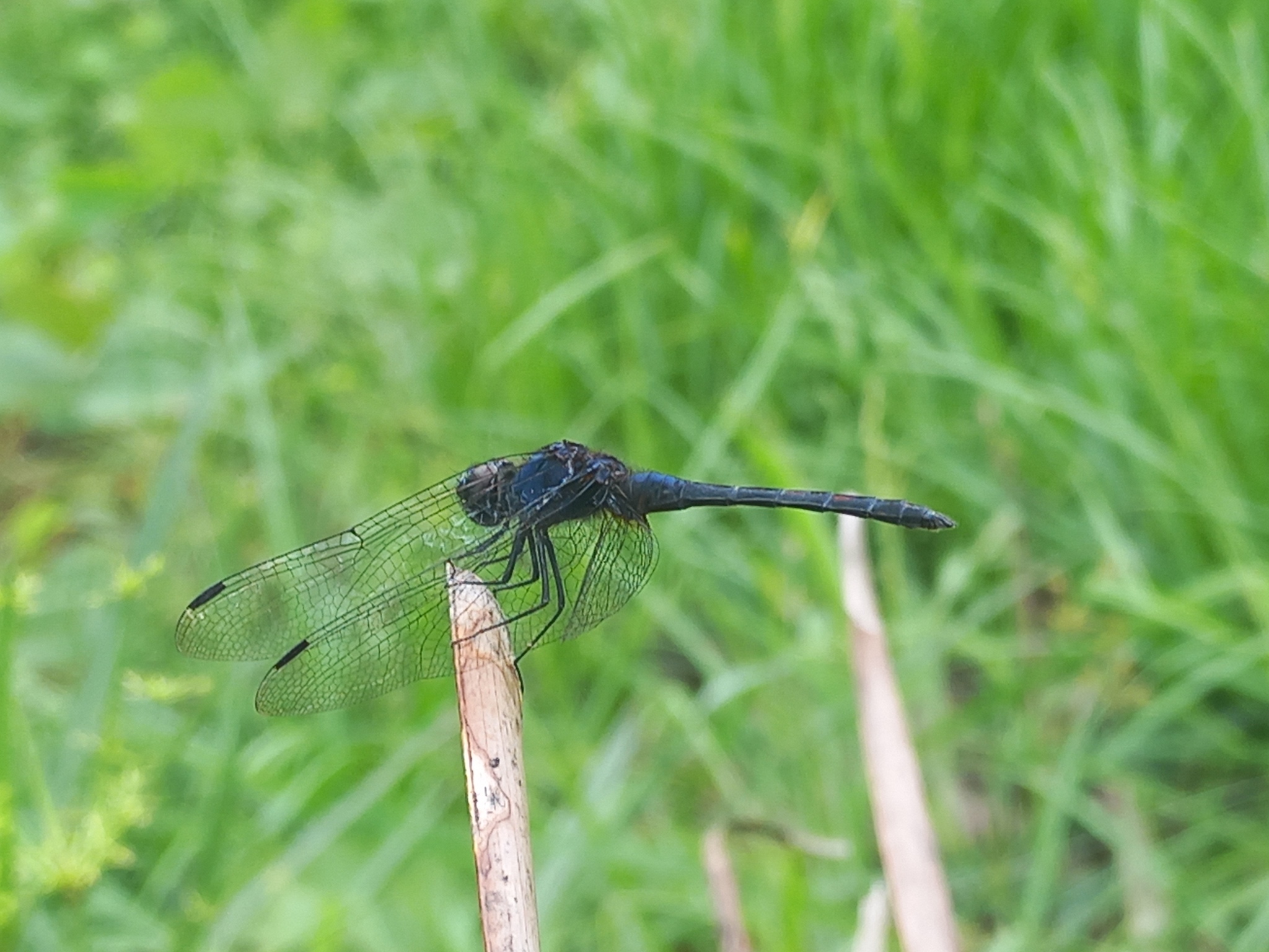 Black Stream Glider