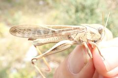 Locusta migratoria cinerascens