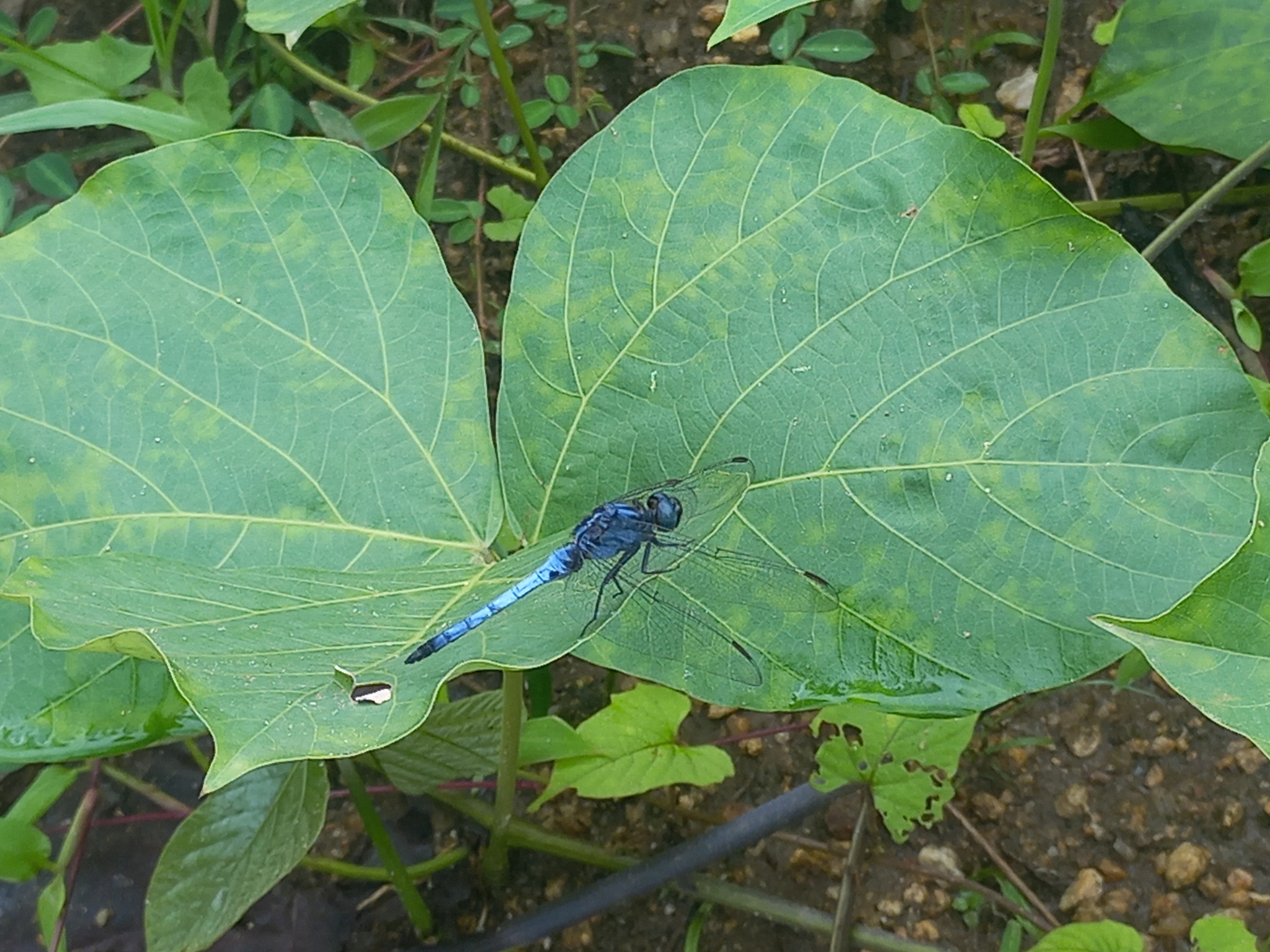 Blue Marsh Hawk