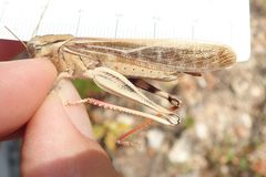 Locusta migratoria cinerascens