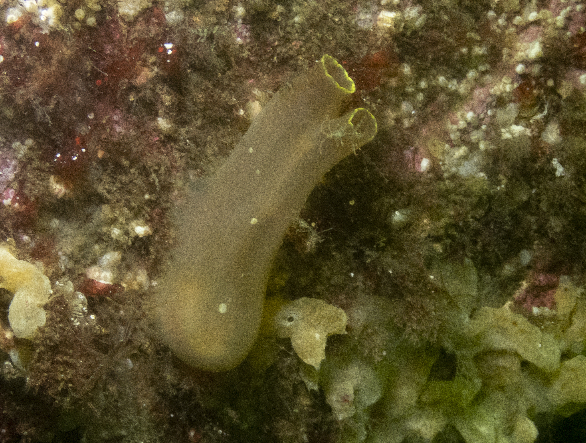 Ciona intestinalis (Linnaeus, 1767)