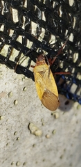 Dysdercus