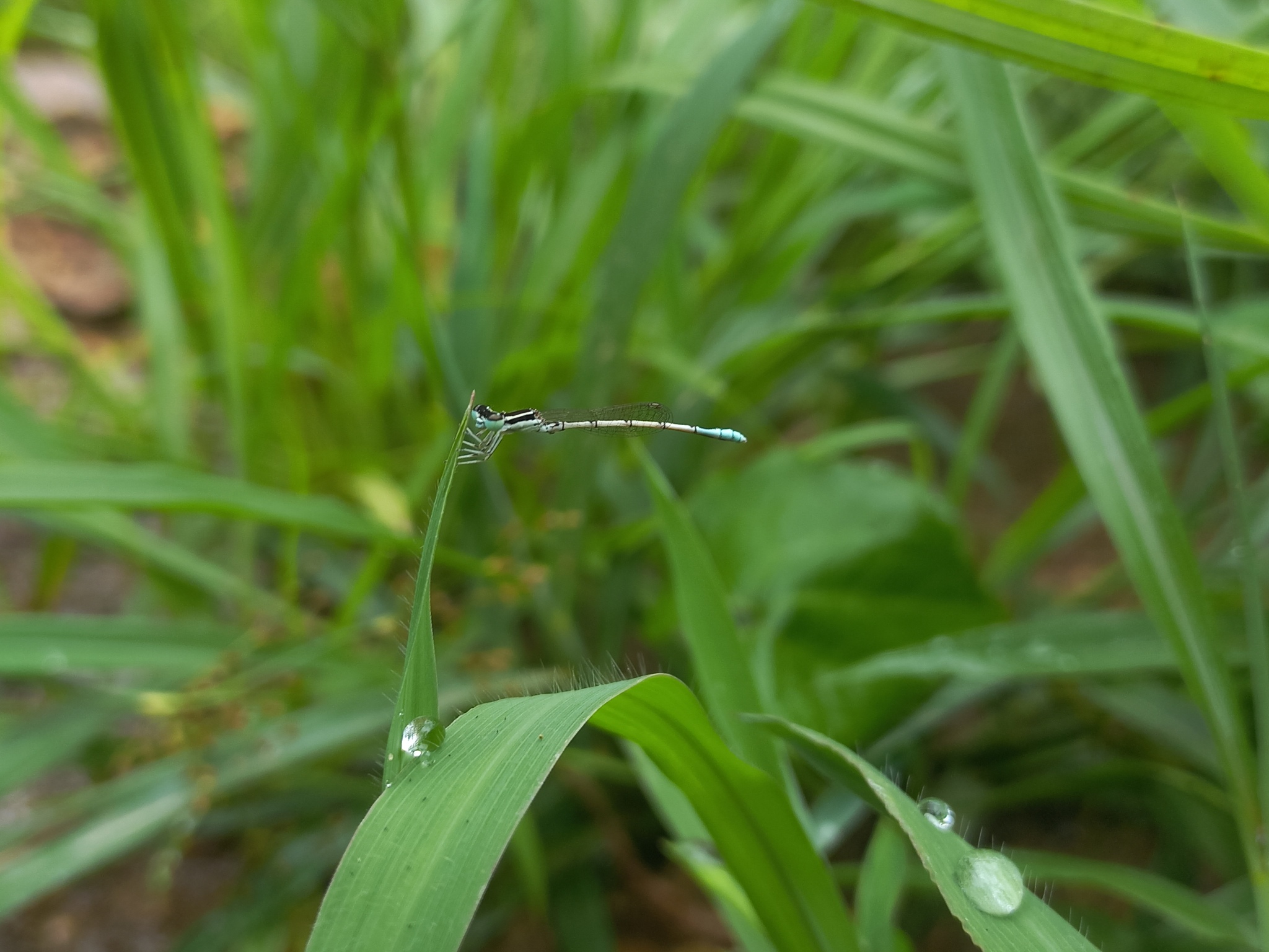 White Wisp