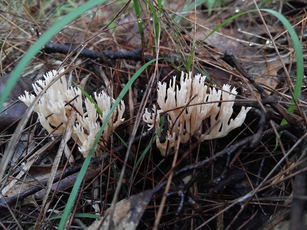 Ramaria filicicola · May 2025 · photo: © sofiazed1 (iNaturalist, cc-by)