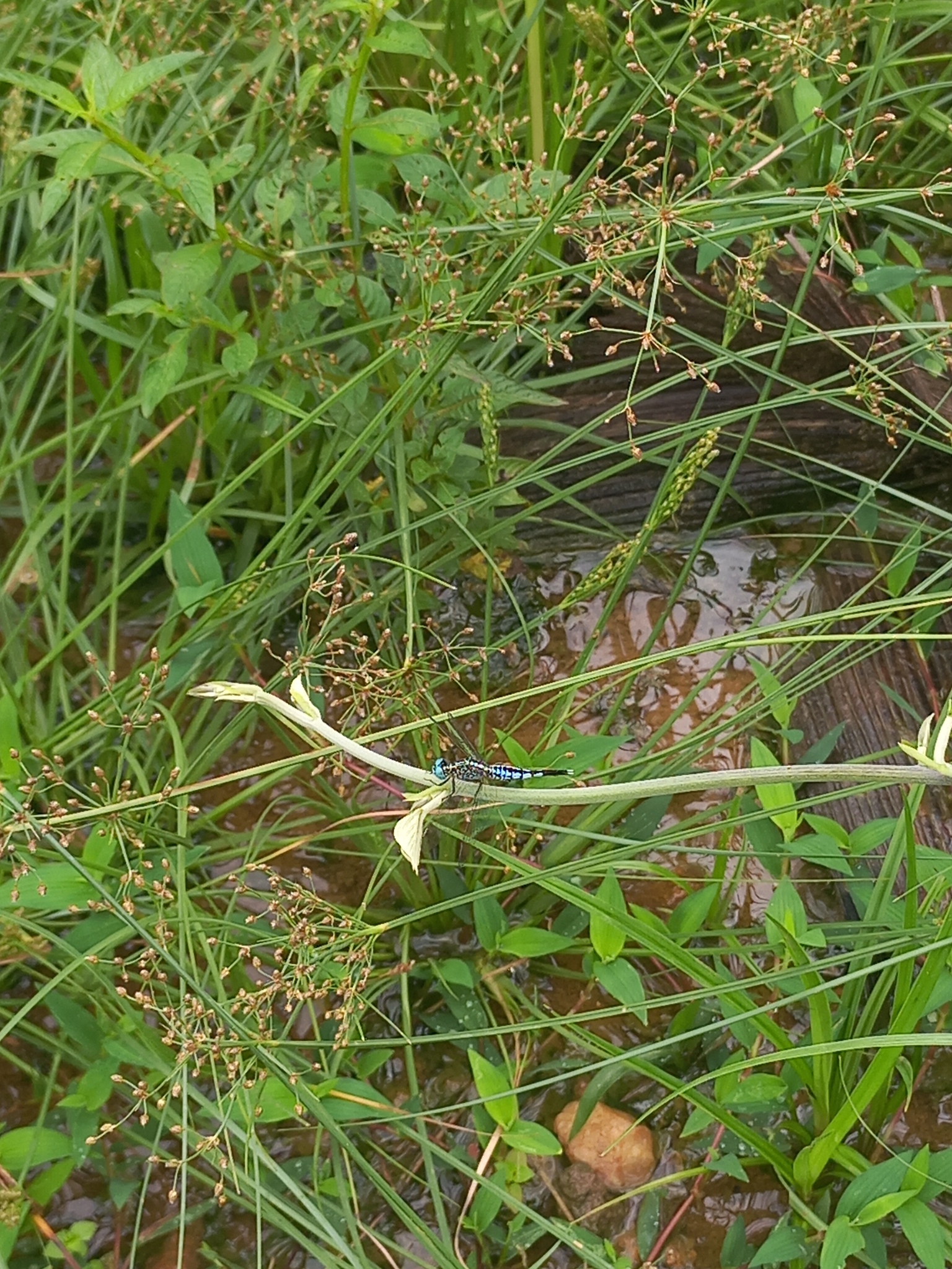 Trumpet-Tail