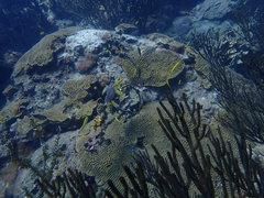 Pseudodiploria strigosa