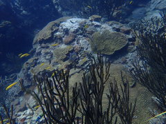 Pseudodiploria strigosa