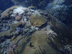 Pseudodiploria strigosa